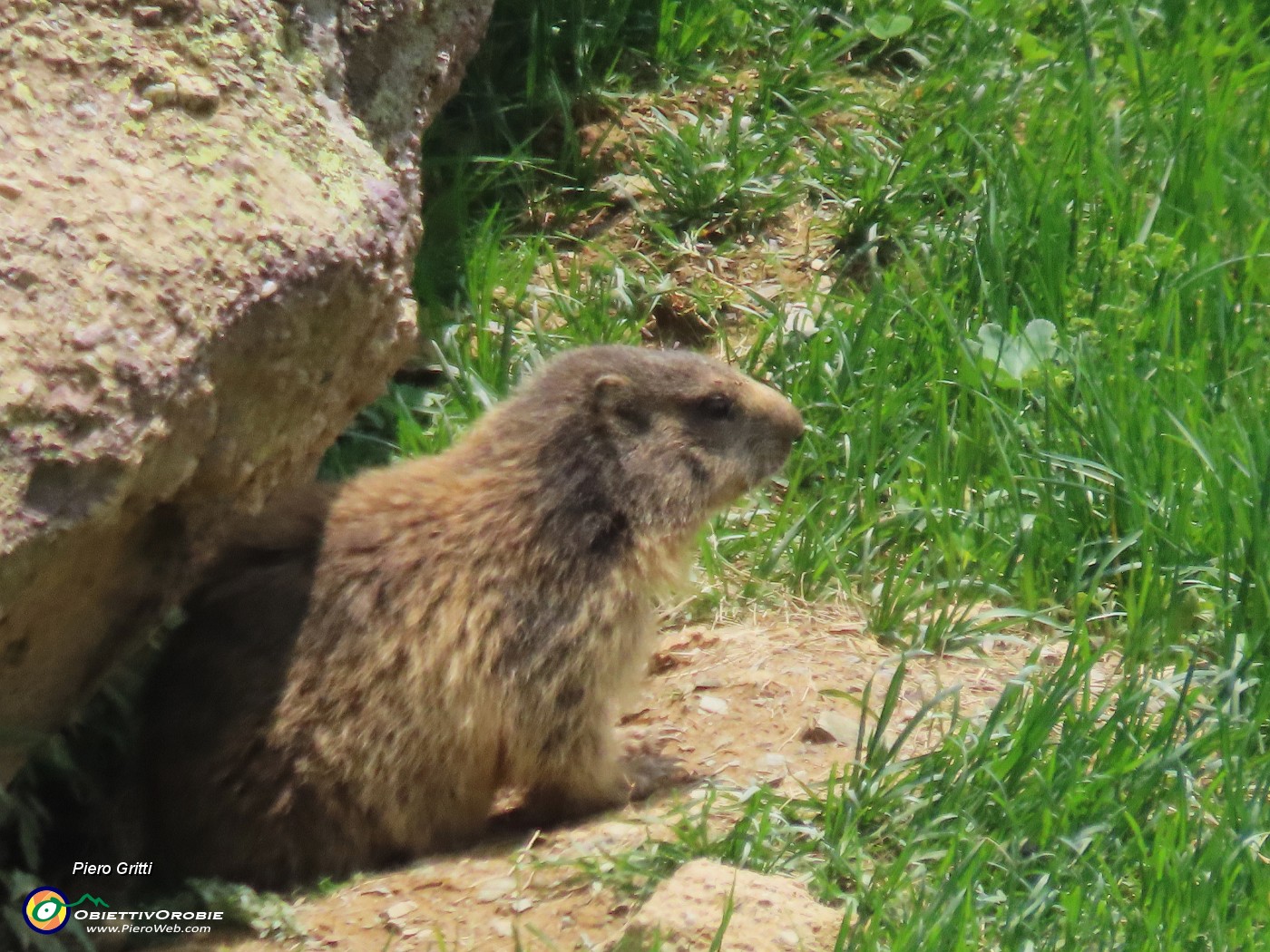 72 Marmotta sulla porta di casa....JPG